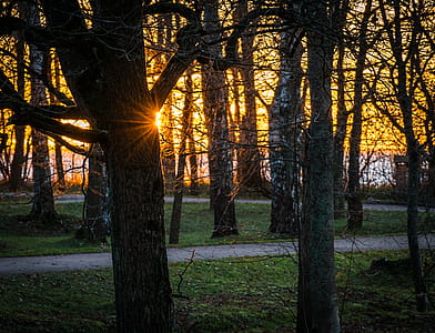 Golden Hour Trees and Pathway Long Exposure Photography thumbnail
