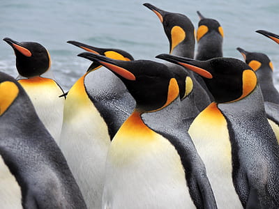 penguins on seashore at daytime thumbnail
