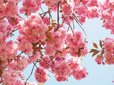 pink flowering tree thumbnail