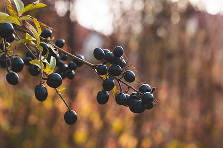 Black Currant Selective Focus Shot thumbnail