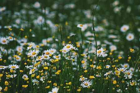 selective focus photography of white flowers thumbnail