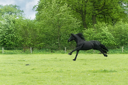 black horse on green grass thumbnail