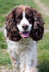white and brown Cocker Spaniel dog thumbnail