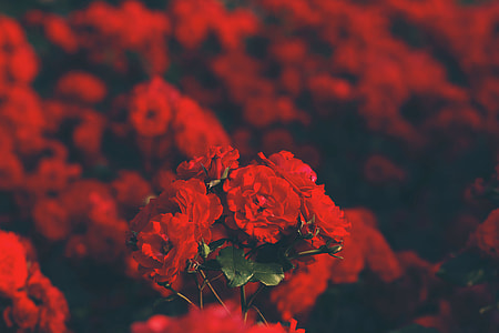 selective focus photography of roses thumbnail
