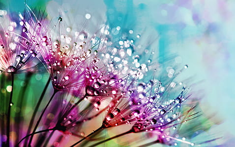 purple silk flowers with dewdrops photogarphy thumbnail