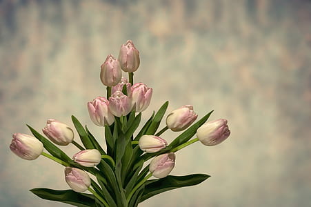 pink-and-white tulips bouquet thumbnail