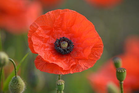 orange poppy flower selective focus photography thumbnail