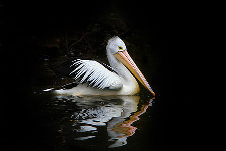 Pelican on body of water thumbnail