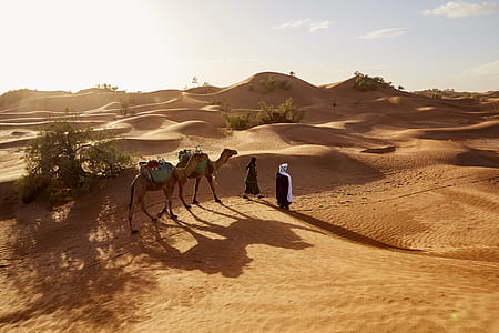 two person standing near camels in desert thumbnail