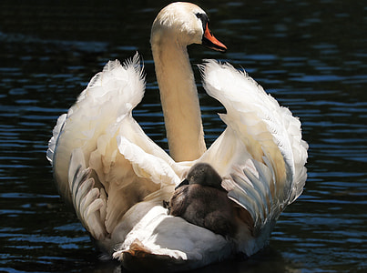 white duck on body of water thumbnail