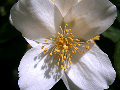 Summer Jasmine, Bauer Jasmin thumbnail