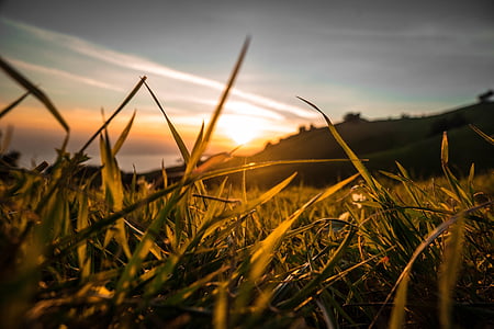 low-angle photography of grass thumbnail