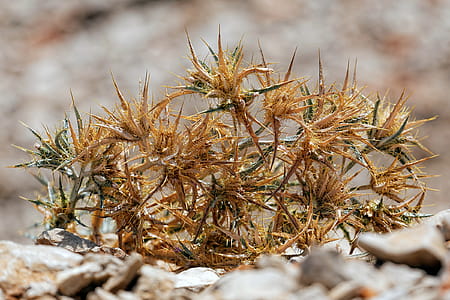 mediterranean plant with thorns thumbnail
