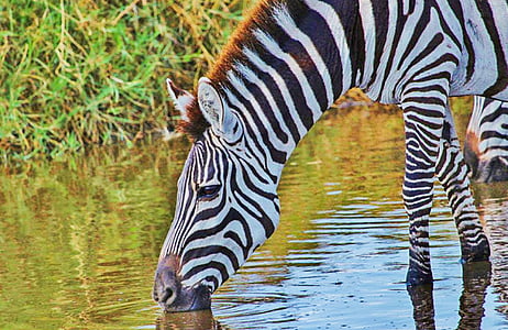 zebra drinking water on lake thumbnail