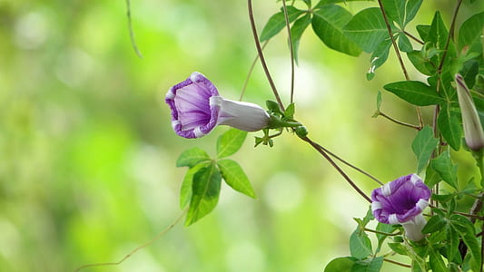 purple flower with green leaves thumbnail