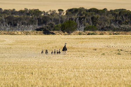 black bird with chicks walking on brown grass field thumbnail