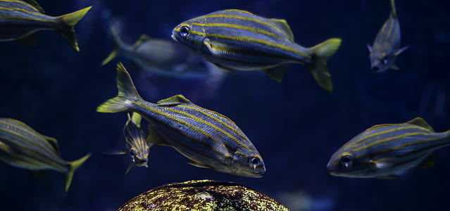 shoal of blue-and-gray pet fishes thumbnail