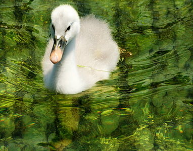 white goose on body of water thumbnail