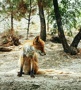orange and gray fox thumbnail