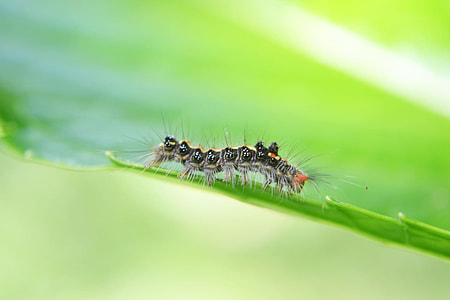 selective focus photography of black tussock moth caterpillar on green leafed plant thumbnail