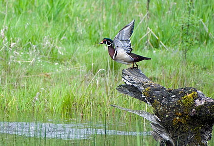 gray and black duck on tree trunk thumbnail