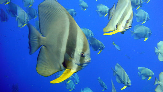 close-up photo of gray fish underwater thumbnail