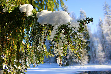 tree covered with snow thumbnail