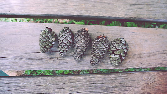 closeup photo of five acorns on brown board thumbnail