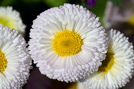 three white petaled flowers thumbnail