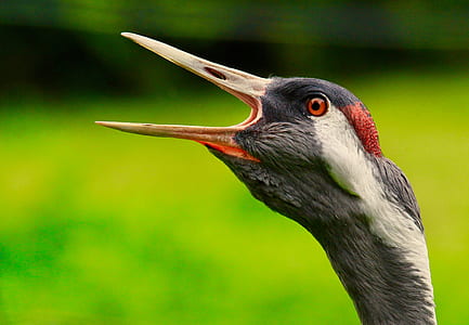 close-up photography of black bird head thumbnail
