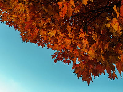 low angle photography of brown Maple tree thumbnail