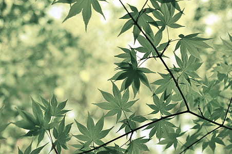 focus photography of green leaves during daytime thumbnail
