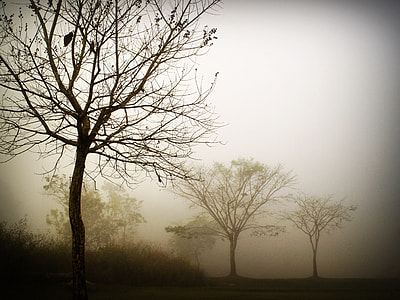 photography of tress during daytime thumbnail