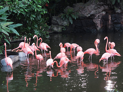 flock of flamingo on body of water near green plant at daytime thumbnail