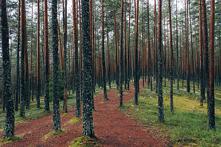 landscape photography of trees thumbnail