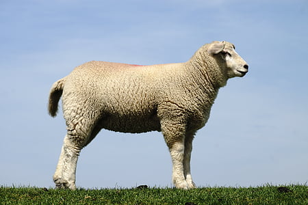 white lamb standing on grass during daytime thumbnail