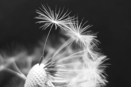 grayspace photo of dandelion thumbnail