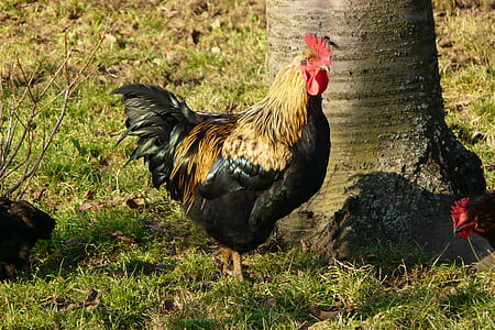 black and brown rooster standing beside tree thumbnail