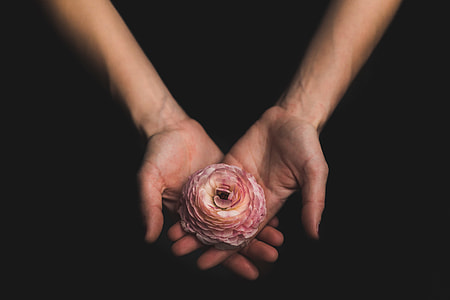 person holding pink Ranunculus flower in dark room thumbnail