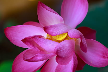 shallow focus photography of pink lotus thumbnail