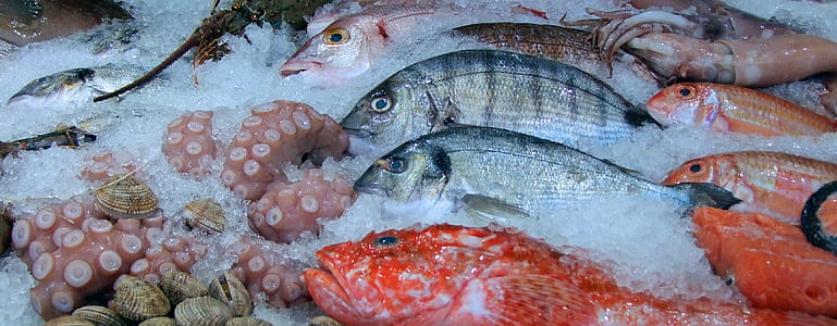 assorted-color fish with ice thumbnail