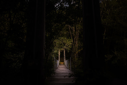 silhouette photo of hanging bridge along the forest thumbnail