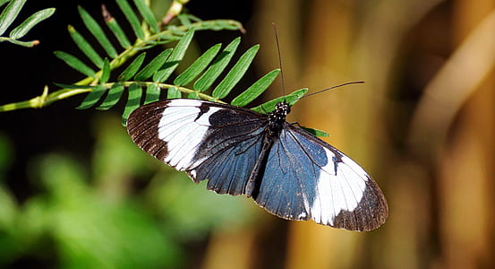 selective focus photography of white and black butterfly thumbnail