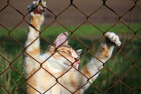 orange cat holding on brown chain-link fence thumbnail