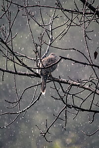 gray bird on tree branch thumbnail