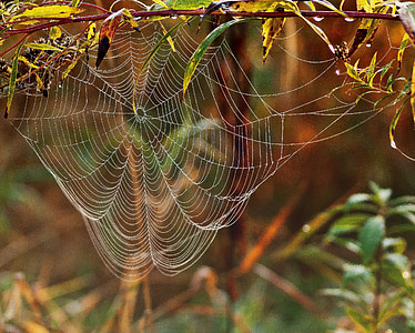 close-up photo of spider web thumbnail