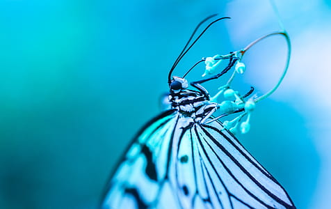 whit and black butterfly thumbnail