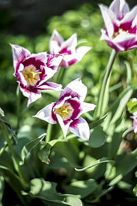 shallow focus photography of purple and white flowers thumbnail