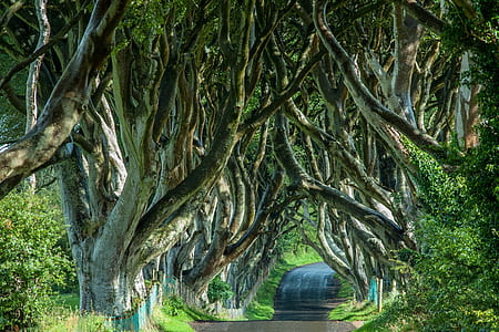 winding pathway surrounded by trees thumbnail