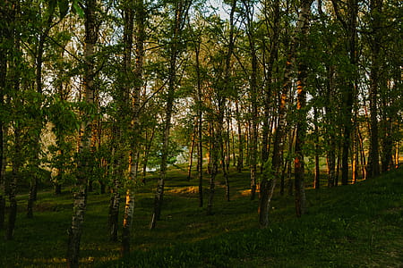 Trees thumbnail